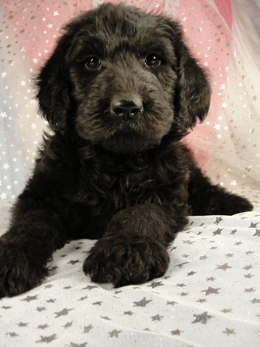 Male Giant Schnoodle Puppy for sale #1 Born December 1, 2011